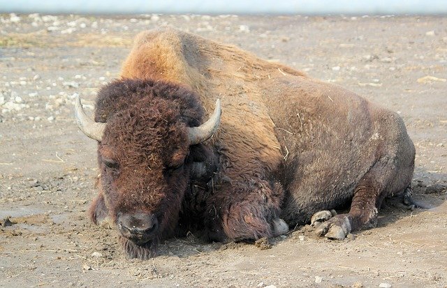 Download gratuito Bison Buffalo American - foto o immagine gratuita da modificare con l'editor di immagini online GIMP