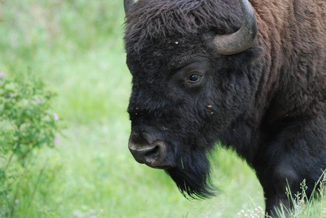 Free download Bison Buffalo Animal -  free photo or picture to be edited with GIMP online image editor