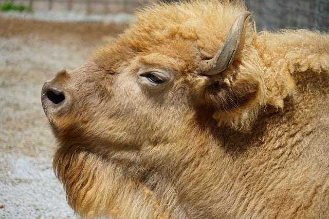 Free download bison buffalo animal mammal free picture to be edited with GIMP free online image editor