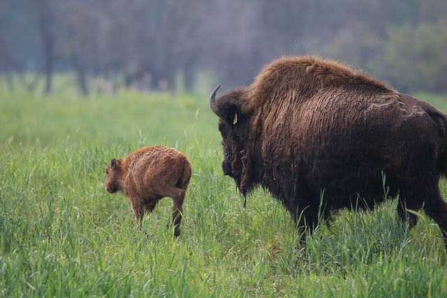 バイソンバッファローの赤ちゃん野生動物の自然を無料でダウンロードして、GIMPで編集する無料のオンライン画像エディタ