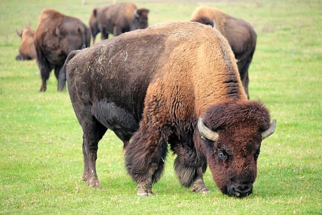 Free download bison buffalo bovine wild animal free picture to be edited with GIMP free online image editor