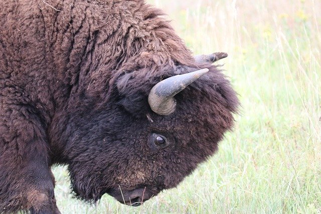Descărcare gratuită Bison Buffalo Horns - fotografie sau imagine gratuită pentru a fi editată cu editorul de imagini online GIMP