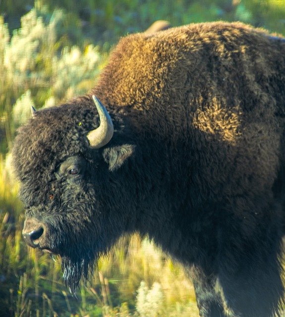 Free download Bison Buffalo Yellowstone -  free free photo or picture to be edited with GIMP online image editor