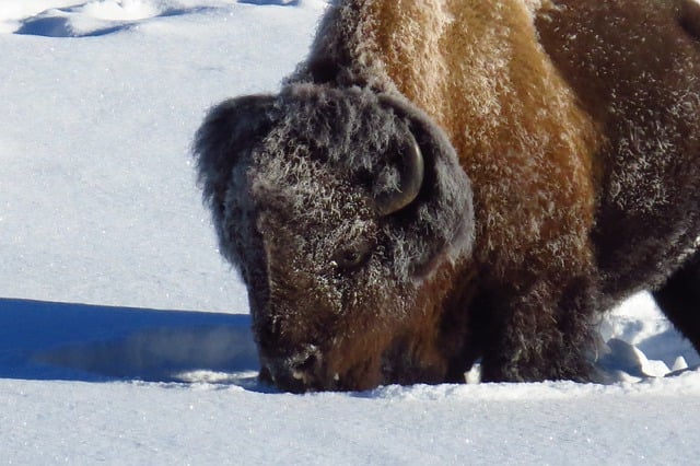 Free download bison buffalo yellowstone snow free picture to be edited with GIMP free online image editor