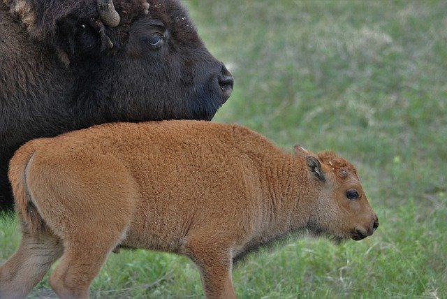 Free picture Bison Buffalo Young -  to be edited by GIMP free image editor by OffiDocs