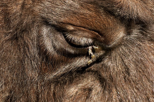Free download bison eye close up flying free picture to be edited with GIMP free online image editor