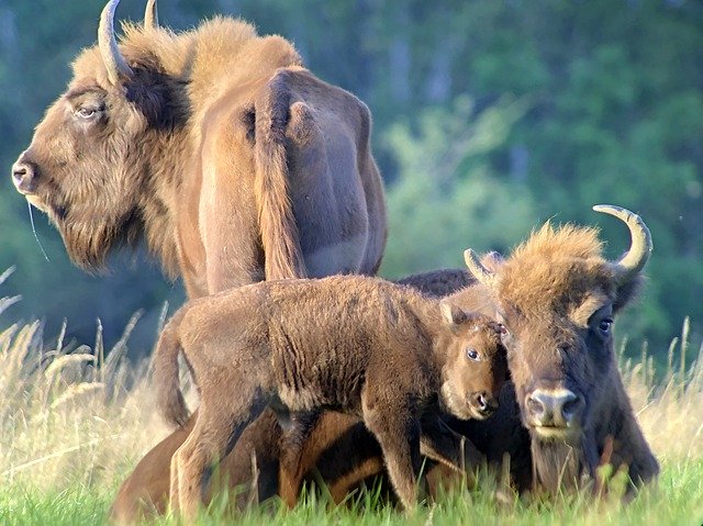 Unduh gratis Bison Family - foto atau gambar gratis untuk diedit dengan editor gambar online GIMP