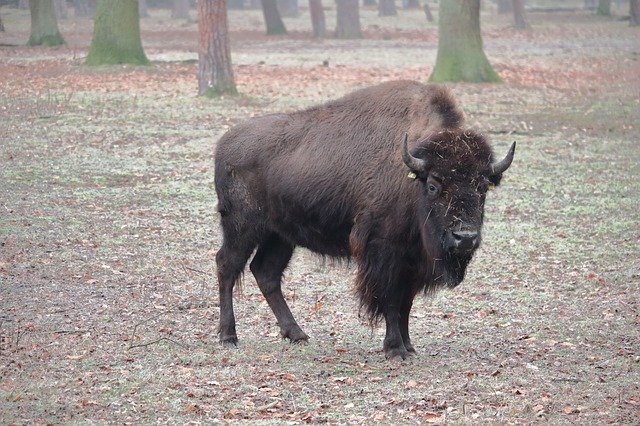 Free download Bison Forest Animal free photo template to be edited with GIMP online image editor