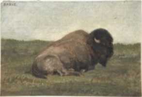 Free download Bison Lying Down free photo or picture to be edited with GIMP online image editor