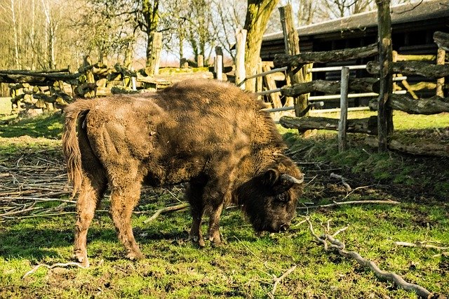 Descarga gratuita Bison Neandertal Germany - foto o imagen gratuita para editar con el editor de imágenes en línea GIMP
