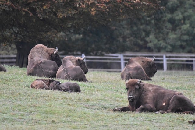 Free download bisons herd animals mammals zoo free picture to be edited with GIMP free online image editor