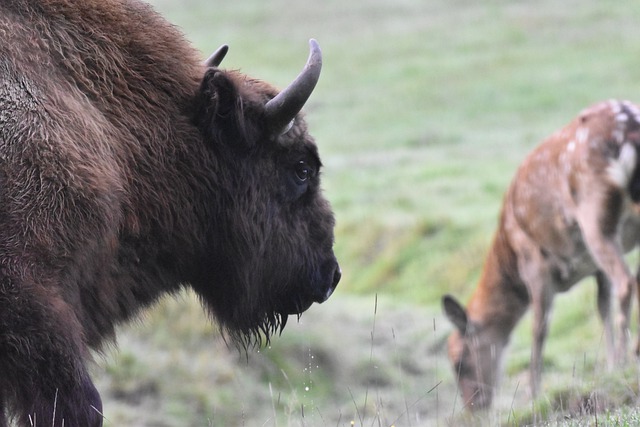 Free download bison zoo animals mammal herd free picture to be edited with GIMP free online image editor