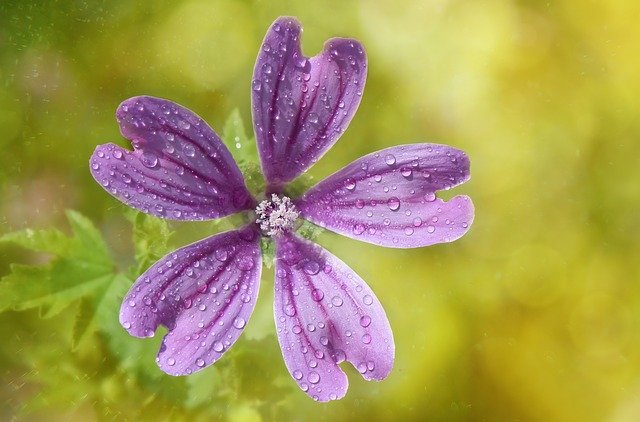 Téléchargement gratuit de Bitki Çiçek Flower - photo ou image gratuite à modifier avec l'éditeur d'images en ligne GIMP