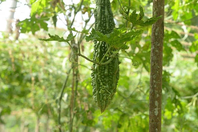 Free download Bitter Gourd Sri Lanka India -  free photo or picture to be edited with GIMP online image editor