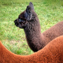 Black and brown alpaca  screen for extension Chrome web store in OffiDocs Chromium