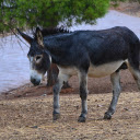 Black and gray donkey by the river  screen for extension Chrome web store in OffiDocs Chromium