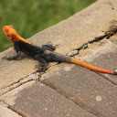 Black and orange lizard  screen for extension Chrome web store in OffiDocs Chromium