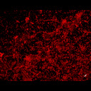 Black and Red HD Wallpaper | Splash Wallpaper  screen for extension Chrome web store in OffiDocs Chromium