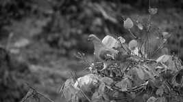 Free download Black And White Ave Tortola -  free video to be edited with OpenShot online video editor