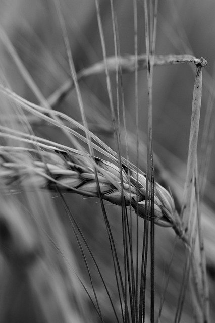 Free download Black And White Barley Wheat -  free photo or picture to be edited with GIMP online image editor