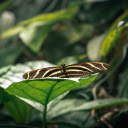 Black and White Butterfly on Green Leaf  screen for extension Chrome web store in OffiDocs Chromium