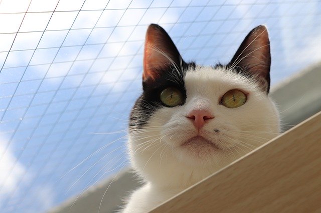 Download gratuito Black And White Cat Blue Sky - foto o immagine gratuita da modificare con l'editor di immagini online di GIMP