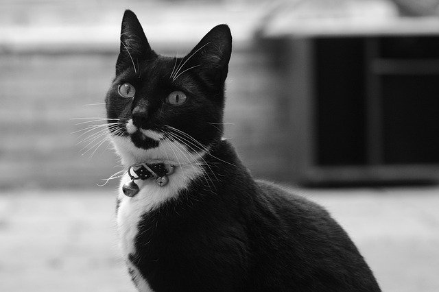 Free download Blackandwhite Cat Cute -  free free photo or picture to be edited with GIMP online image editor