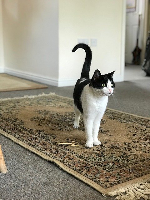 Download grátis Black And White Cat Pet - foto ou imagem grátis para ser editada com o editor de imagens online GIMP