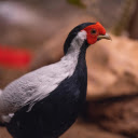 Black and white chicken  screen for extension Chrome web store in OffiDocs Chromium