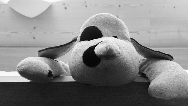 Free download Black And White Contrast Dog -  free photo or picture to be edited with GIMP online image editor
