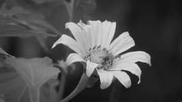 Free download Black And White Flower Bee -  free video to be edited with OpenShot online video editor