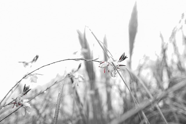 Téléchargement gratuit de fond de fleurs en noir et blanc - photo ou image gratuite à éditer avec l'éditeur d'images en ligne GIMP