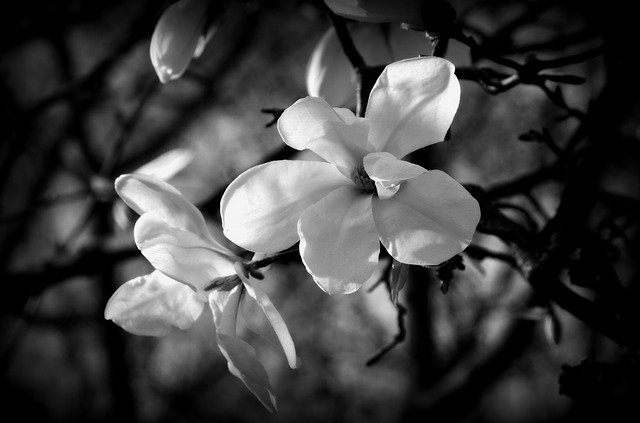 흑백 꽃 식물 무료 다운로드 - 무료 사진 또는 김프 온라인 이미지 편집기로 편집할 수 있는 사진