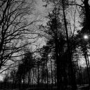 Black and White Forest Canopy  screen for extension Chrome web store in OffiDocs Chromium