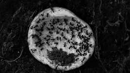 Muat turun percuma Black And White Insects - video percuma untuk diedit dengan editor video dalam talian OpenShot