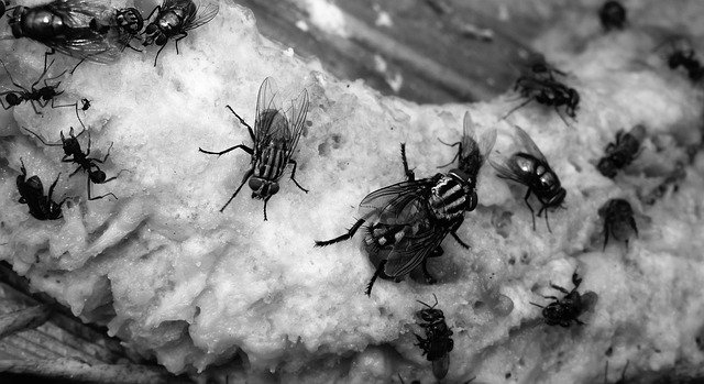 Darmowe pobieranie czarno-białe muchy owadów - darmowe zdjęcie lub obraz do edycji za pomocą internetowego edytora obrazów GIMP