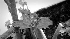 Free download Black And White Leaf -  free video to be edited with OpenShot online video editor