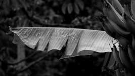 Free download Black And White Nature Leaf -  free video to be edited with OpenShot online video editor