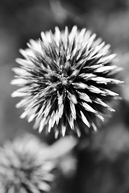 Free download Black And White Plant Flower -  free photo or picture to be edited with GIMP online image editor
