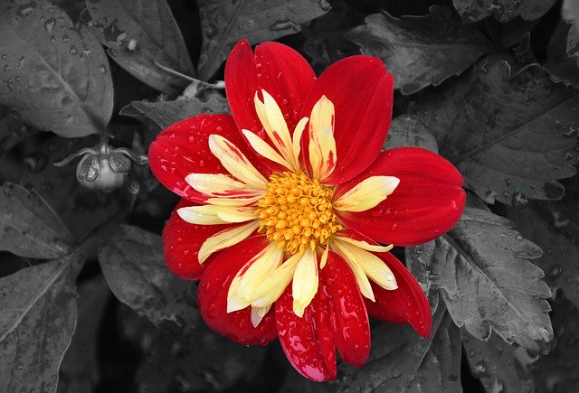 Descarga gratuita Black And White Red Flower Close - foto o imagen gratuita para editar con el editor de imágenes en línea GIMP