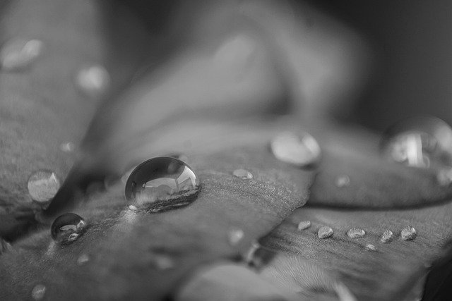Free download black and white rose flower drop free picture to be edited with GIMP free online image editor