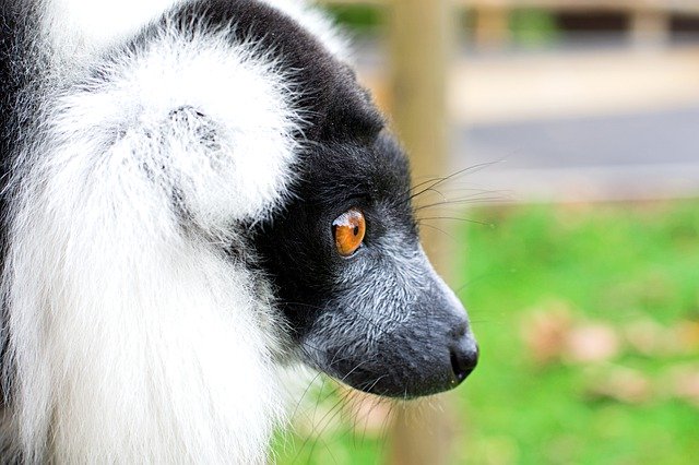 Free picture Black And White Ruffed Lemur Face -  to be edited by GIMP free image editor by OffiDocs