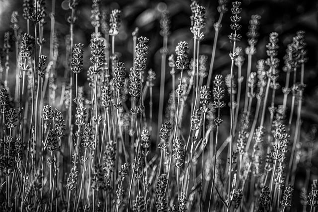 Free download black and white sunlight structure free picture to be edited with GIMP free online image editor