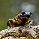 black and yellow frog  screen for extension Chrome web store in OffiDocs Chromium