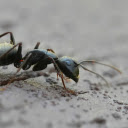 Black Ant  screen for extension Chrome web store in OffiDocs Chromium