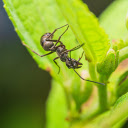 Black Ant on the Treetop  screen for extension Chrome web store in OffiDocs Chromium