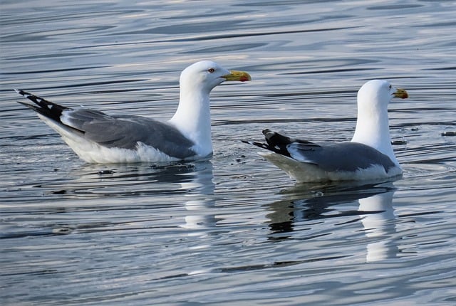 Free download black backed gulls seabirds nature free picture to be edited with GIMP free online image editor
