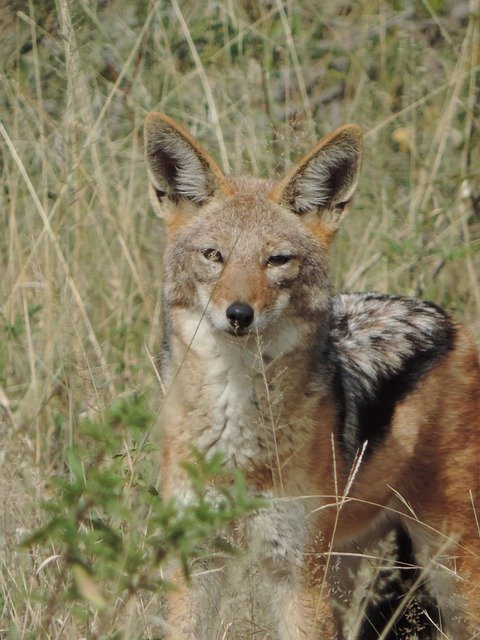 Free download Blackbacked Jackal Wild -  free photo or picture to be edited with GIMP online image editor