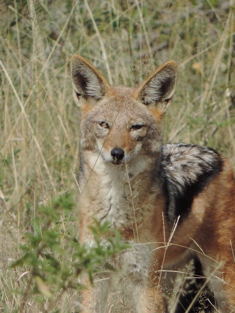 Muat turun percuma Blackbacked Jackal Wild - foto atau gambar percuma untuk diedit dengan editor imej dalam talian GIMP