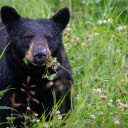 Black Bear  screen for extension Chrome web store in OffiDocs Chromium